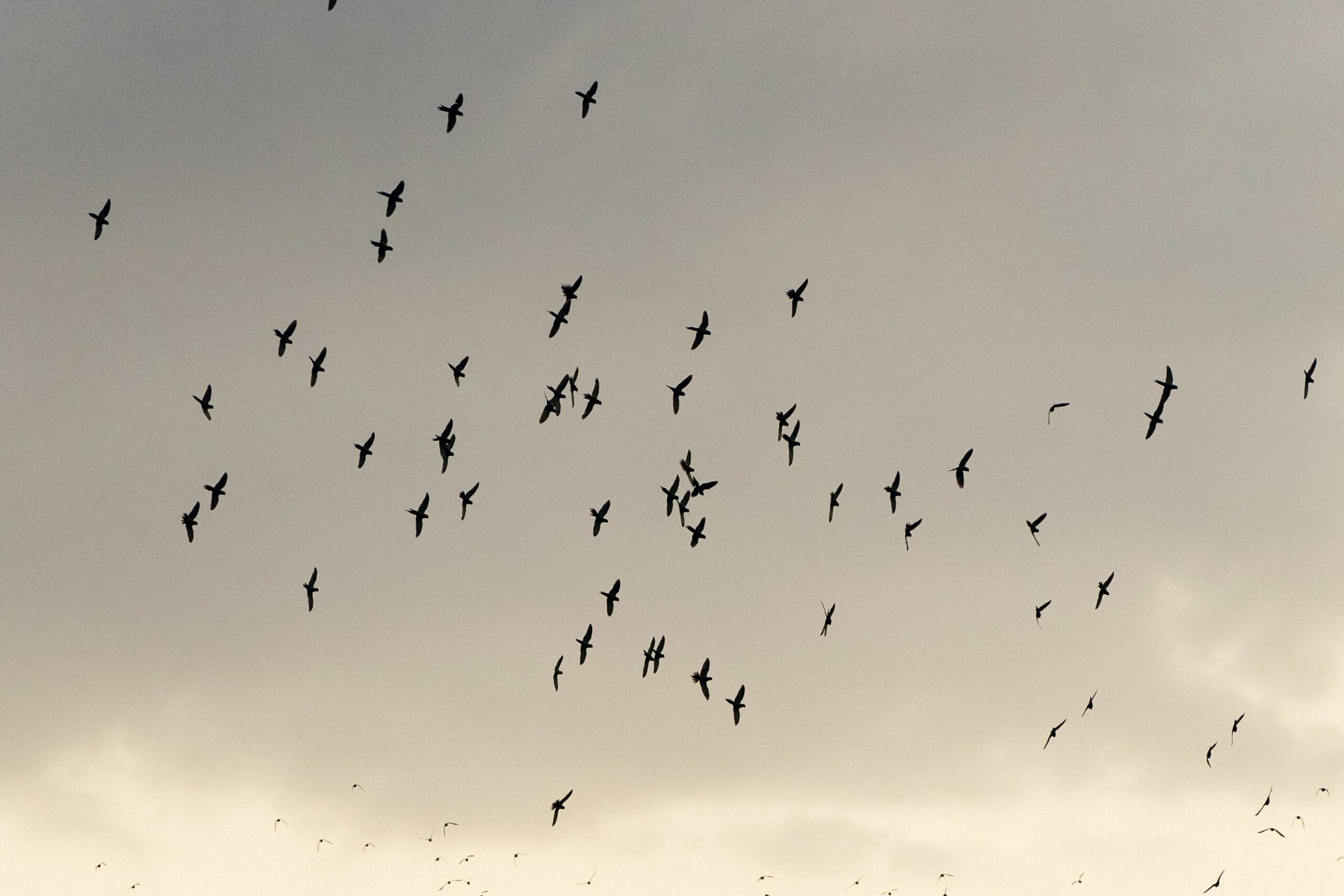Aluguel casa de luxoSanto André, Villa 03